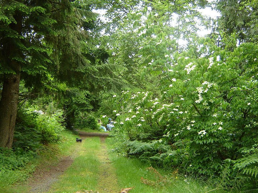 driveway near studio (and Archie)